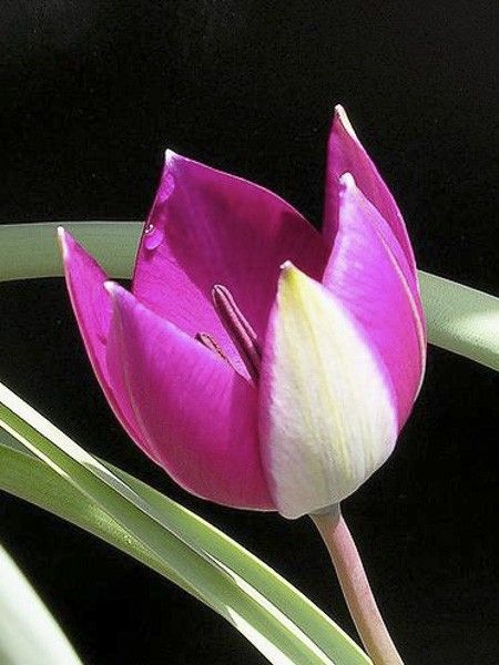 Tulipe botanique 'Pulchella Persian Pearl'