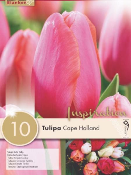 Tulipe 'Cape Holland'