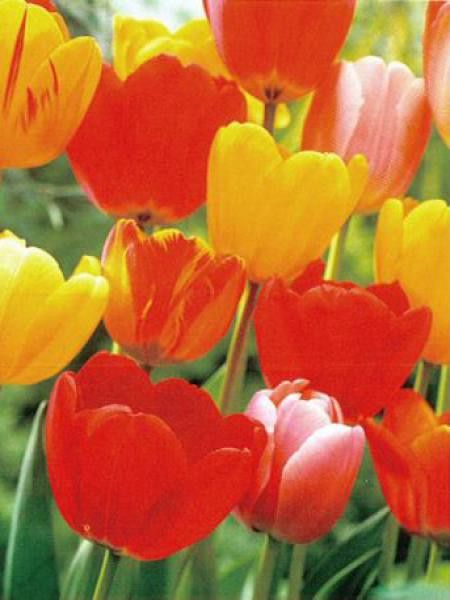 Tulipe de Darwin en mélange