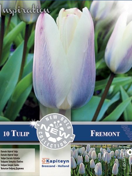 Tulipe de Darwin 'Fremont'