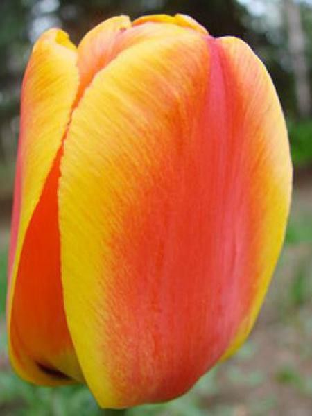 Tulipe de Darwin '-rouge & jaune-' - Tulipa x Darwin - Le Jardin du Pic Vert