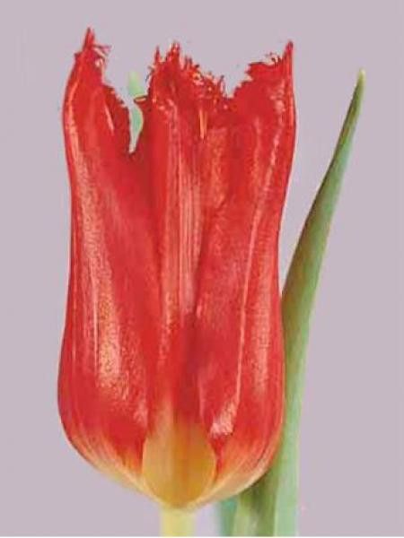 Tulipe dentelles 'Calibra'
