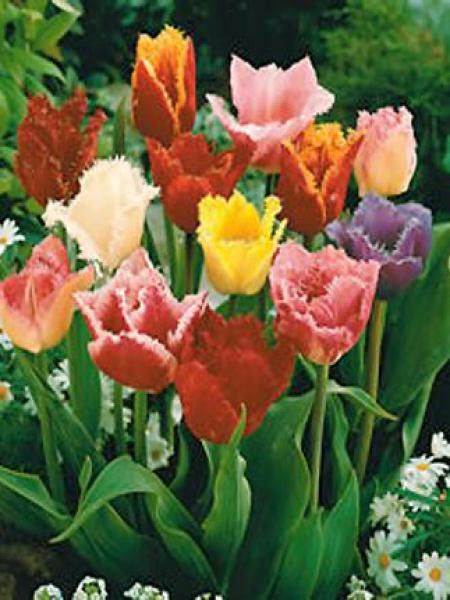 Tulipe dentelles en mélange