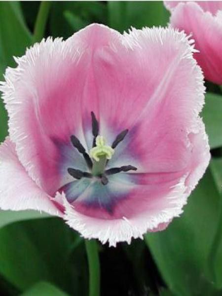 Tulipe dentelles 'Fancy Frills'®
