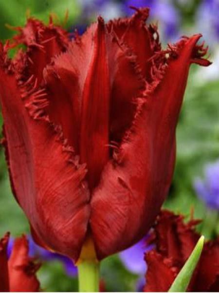Tulipe dentelles 'Pacific Pearl'