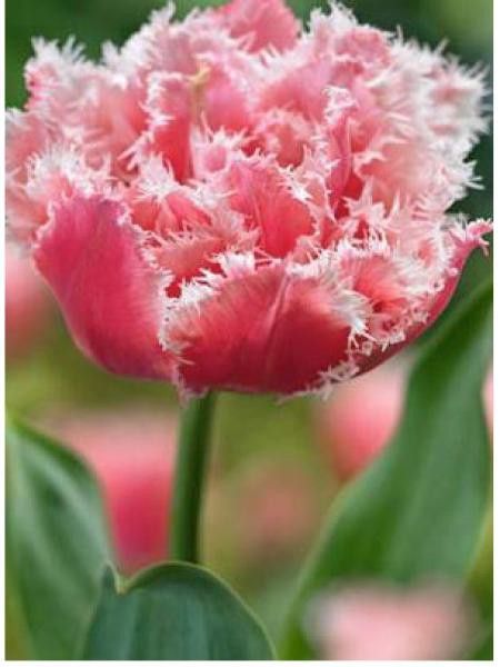 Tulipe 'Double Crispa Queensland'