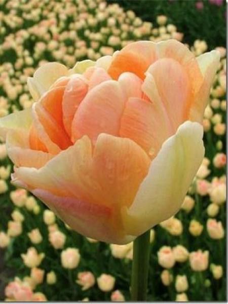 Tulipe double hative 'Charming Beauty'