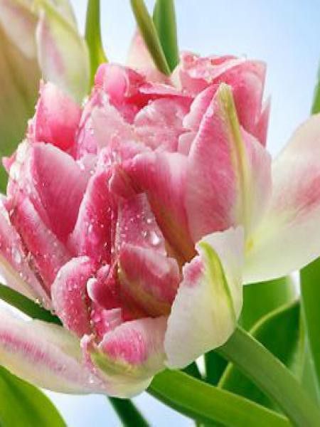Tulipe double hative 'Peach Blossom'