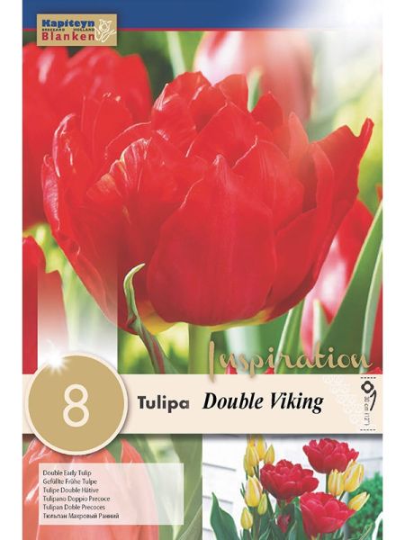 Tulipe double hâtive 'Viking'