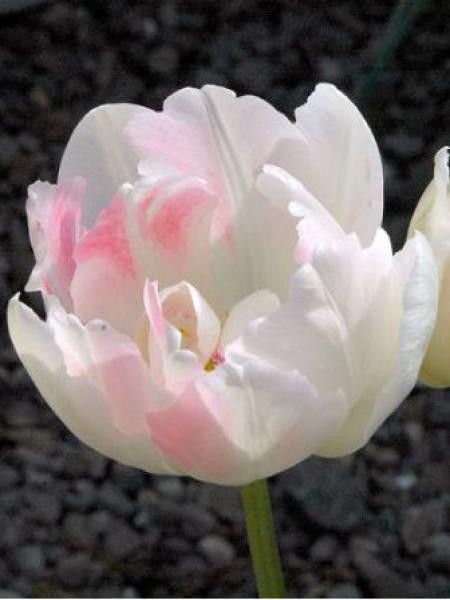 Tulipe double tardive 'Angelique'