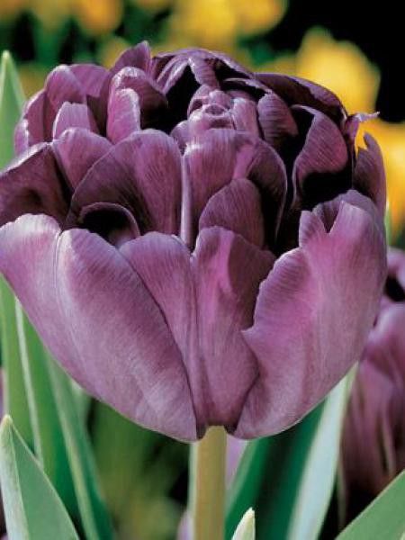 Tulipe double tardive 'Blue Diamond'
