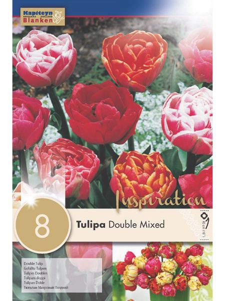 Tulipe double tardive 'Mixed Colours'