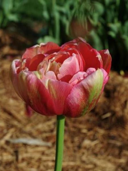 Tulipe double tardive 'Renown Unique'