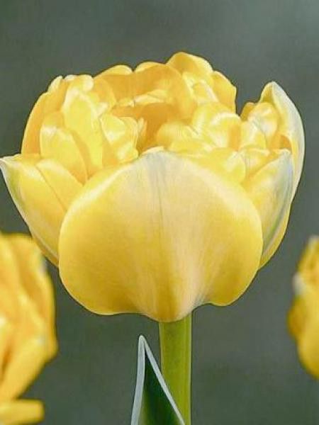 Tulipe double tardive 'Yellow Pomponette'