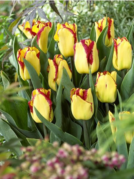 Tulipe 'Early Cape Town'