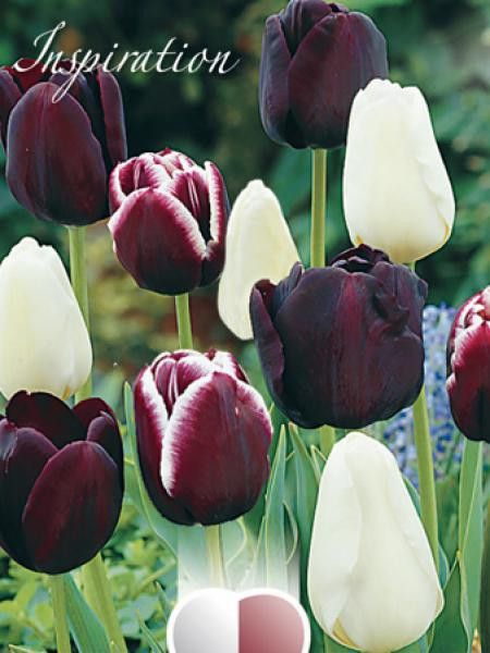 Tulipe en mélange noir et blanc - Tulipa Gpe Triomphe - Le Jardin du Pic  Vert