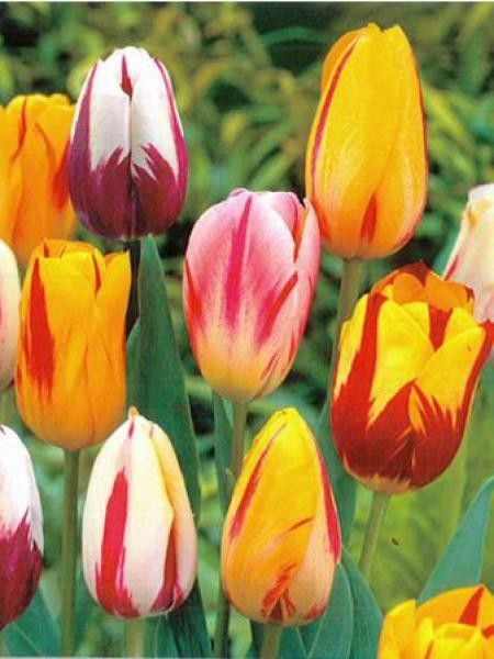 Tulipe en mélange 'Type Rembrandt'