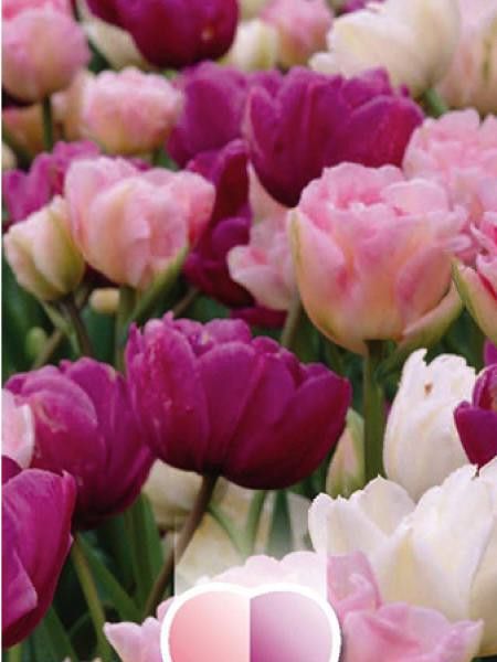 Tulipe en mélange violet, rose et blanc - Tulipa Gpe Double - Le Jardin du  Pic Vert