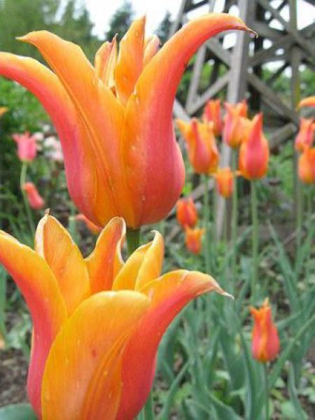 Tulipe fleur de lis 'Ballerina'