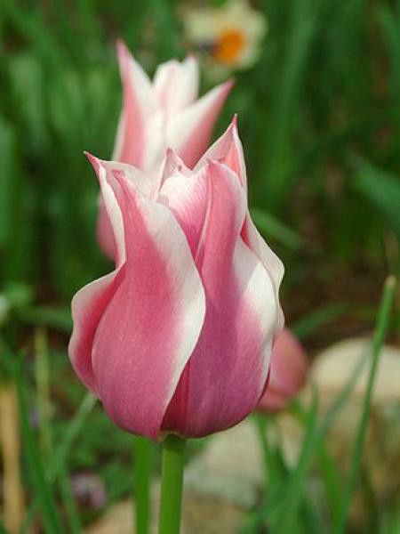 Tulipe fleur de lis 'Claudia' - Tulipa Gpe Fleur de lis - Le Jardin du Pic  Vert