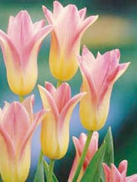 Tulipe fleur de lis 'Elegant Lady'