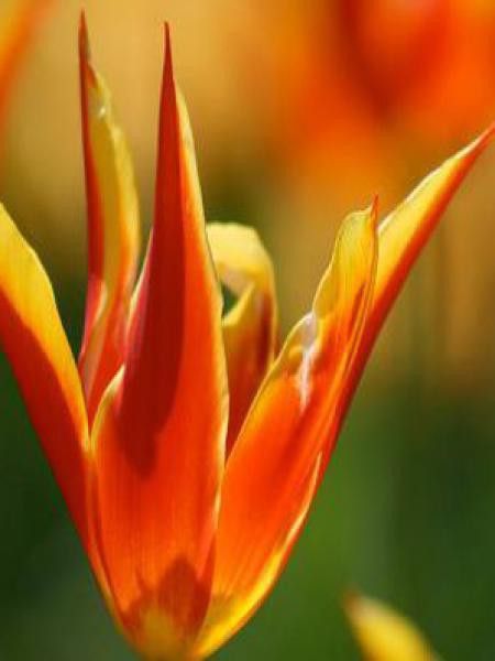 Tulipe fleur de lis 'Fly Away'