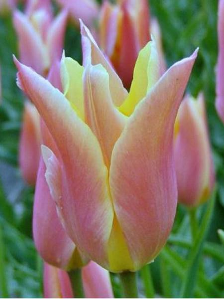 Tulipe fleur de lis 'Marianne'