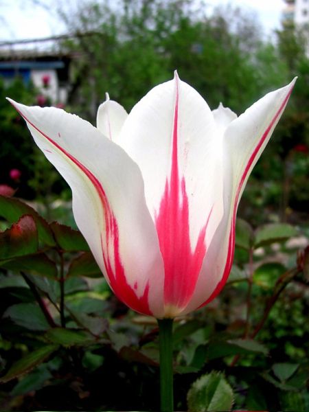 Tulipe fleur de lis 'Marilyn'