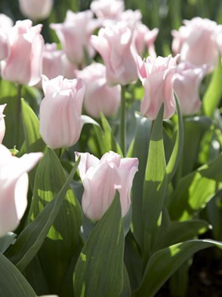 Tulipe fleur de lis 'Miss Elegance'