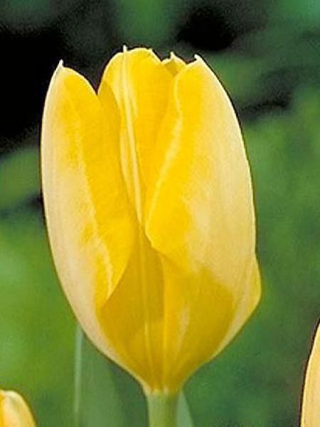 Tulipe fosteriana 'Yellow Purissima'