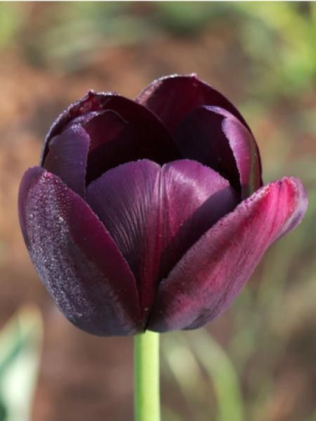 Tulipe 'Jumbo - Queen of Night' - Tulipa - Le Jardin du Pic Vert