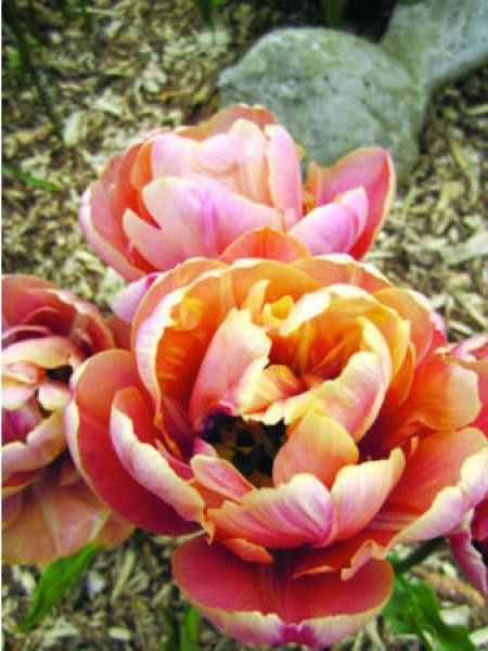 Tulipe 'La Belle Epoque'