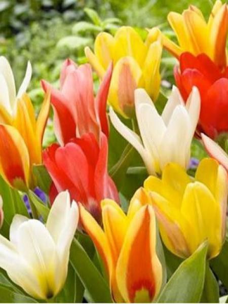 Tulipe nénuphar en mélange
