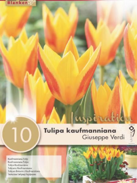 Tulipe nénuphar 'Giuseppe Verdi'