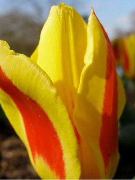Tulipe nénuphar 'Stresa'