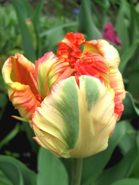 Tulipe perroquet 'Apricot Parrot'
