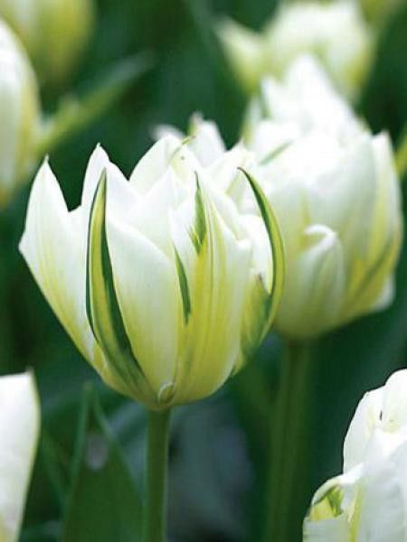 Tulipe perroquet 'Exotic Empereur'
