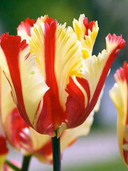 Tulipe perroquet 'Flaming Parrot'