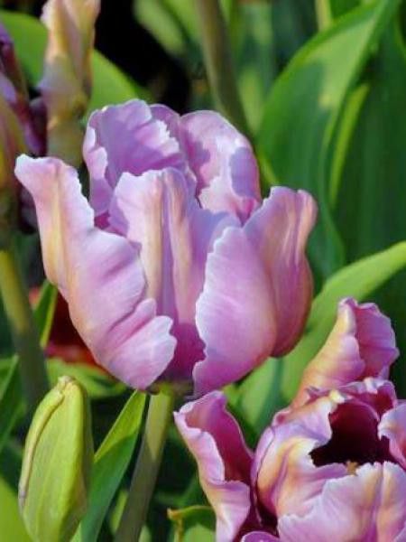 Tulipe perroquet 'James Last'