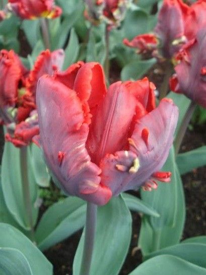Tulipe perroquet 'Rococo'