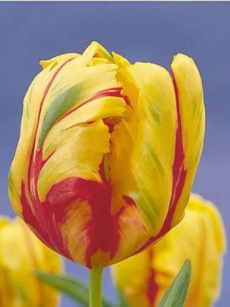 Tulipe perroquet 'Texas Flame'