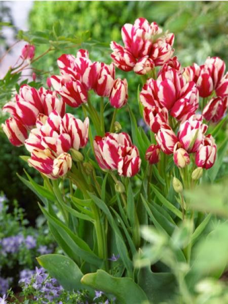 Tulipe pluriflore 'Flaming Club'