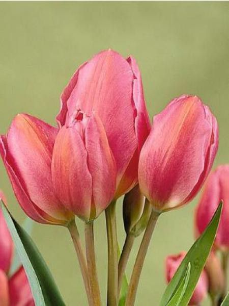 Tulipe pluriflore 'Happy Family'