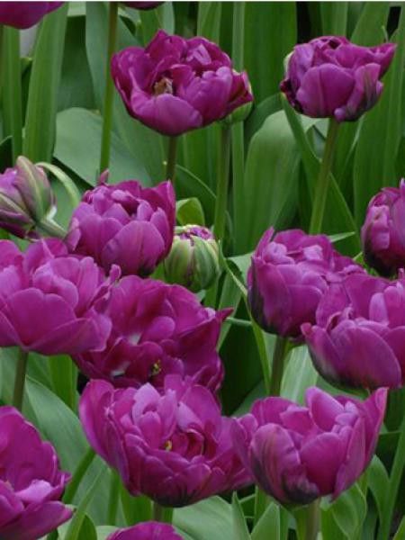 Tulipe 'Purple Peony'
