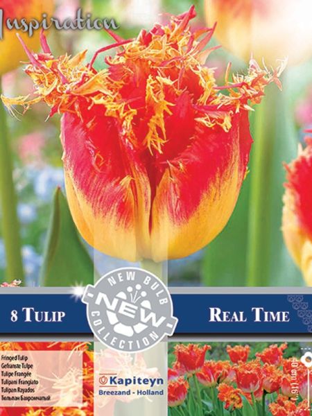 Tulipe 'Real Time'
