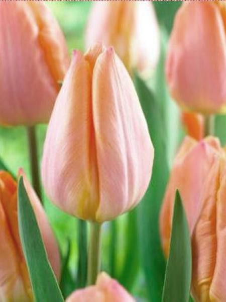Tulipe Simple Hative 'Salmon Prince'
