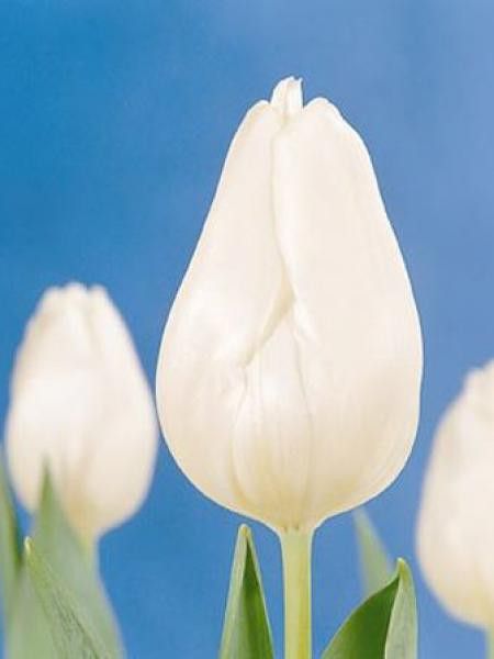 Tulipe Simple Hative 'White Marvel'
