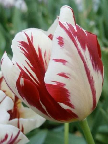 Tulipe simple tardive 'Grand Perfection'