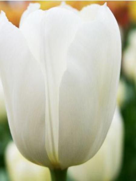 Tulipe simple tardive 'Maureen'