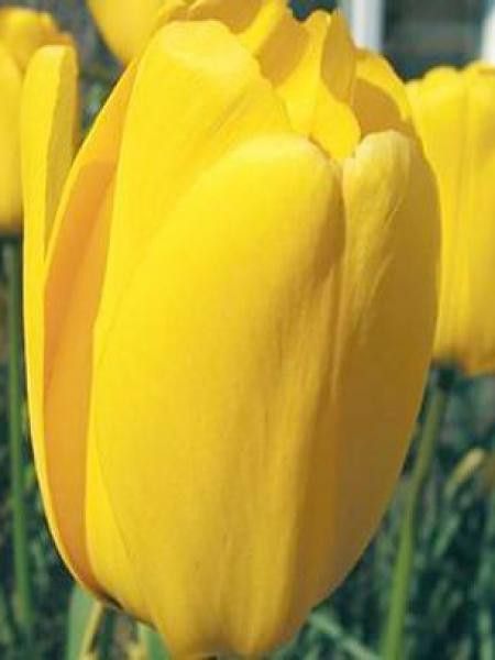 Tulipe simple tardive 'Muscadet'